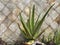 Cultivation of Aloe Vera in the garden for decoration with stone wall