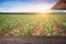 Cultivation area Morning corn field growing bright,Empty space for text and can use for product display