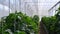 Cultivation of bell peppers in a commercial greenhouse.