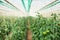 Cultivation bell peppers in a commercial greenhouse