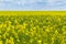 Cultivation of breeding varieties of rapeseed. Yellow rapeseed plants on fertile soils