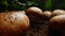 Cultivation of brown champignons mushrooms