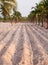 Cultivation Cassava