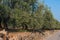 Cultivation of centenary olive trees along a road in southern Italy