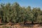 Cultivation of centenary olive trees in southern Italy