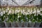 Cultivation of colorful tropical flowering plants orchid family Orchidaceae in Dutch greenhouse for trade and worldwide export