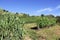 Cultivation of corn and wine in Tuscany in Italy