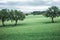 Cultivation in the countryside on the Italian hills