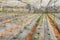 The cultivation of cucumbers and tomatoes in greenhouse