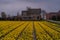 Cultivation of daffodils (Narcissus poeticus) in rows in the plains in rainy weather