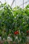 Cultivation of differenent green tropical and exotic indoor scindapsus evergreen plants in glasshouse in Westland, North Holland,