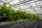 Cultivation of differenent indoor fern plants in glasshouse in Westland, North Holland, Netherlands. Flora industry