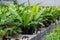 Cultivation of differenent indoor fern plants in glasshouse in Westland, North Holland, Netherlands. Flora industry