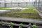 Cultivation of differenent indoor fern plants in glasshouse in Westland, North Holland, Netherlands. Flora industry