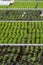 Cultivation of differenent indoor fern plants in glasshouse in Westland, North Holland, Netherlands. Flora industry