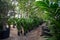Cultivation of differenent tropical and exotic indoor palms and evergreen plants in glasshouse in Westland, North Holland,
