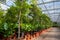 Cultivation of differenent tropical and exotic indoor palms and evergreen plants in glasshouse in Westland, North Holland,