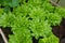 cultivation of escarole in the vegetable garden. grown and opened escarole plants. endive leaf