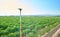 Cultivation field of pepper plants with green and red peppers