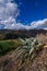 cultivation fields in alley of huaylas with snowy mountain in the background and cacti in the foreground