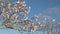 Cultivation of flowering almond blossom, Prunus dulcis