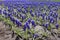 Cultivation of flowers of Armenian grape hyacinths