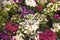 Cultivation flowers in a greenhouse