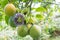 Cultivation of fruits of passion, granadilla