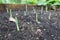 cultivation of garlic in raised bed. cultivation of young garlic in rows growing. green garlic