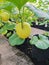 cultivation of golden melons in pots