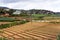 Cultivation of grain in the Highlands of Sri Lanka