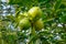 Cultivation green lemons hanging on tree