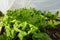 cultivation and harvest of spinach in the ecological family urban garden