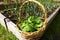 cultivation and harvest of spinach in the ecological family urban garden