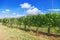 Cultivation of high-quality grapes under southern hot sun in Italy near the Alba. Agriculture