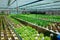 Cultivation hydroponics green vegetable