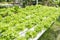 The Cultivation hydroponics green vegetable in farm