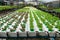 Cultivation hydroponics green vegetable in farm