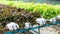 Cultivation hydroponics green vegetable in farm