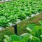 Cultivation hydroponics lettuce vegetable in farm