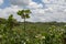 Cultivation of important ingredient of Italian cuisine, plantation of pistachio trees with ripening pistachio nuts near Bronte,