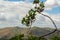 Cultivation of important ingredient of Italian cuisine, plantation of pistachio trees with ripening pistachio nuts near Bronte,