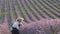 Cultivation of lavender. Lavender Farming. Woman farmer works on a blooming field of essential oil crops. Growing