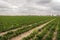 Cultivation of leaf celery in long converging rows