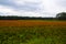 Cultivation of many orange blooming African Marigold or Tagetes plants on a cloudy day at the end of the Dutch summer season