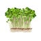 Cultivation of microgreen radish