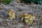 Cultivation of mushrooms in straw alpacas