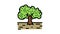 cultivation olive tree color icon animation