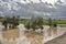 Cultivation of olive trees, flooded by heavy rains