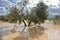 Cultivation of olive trees, flooded by heavy rains, Spain
